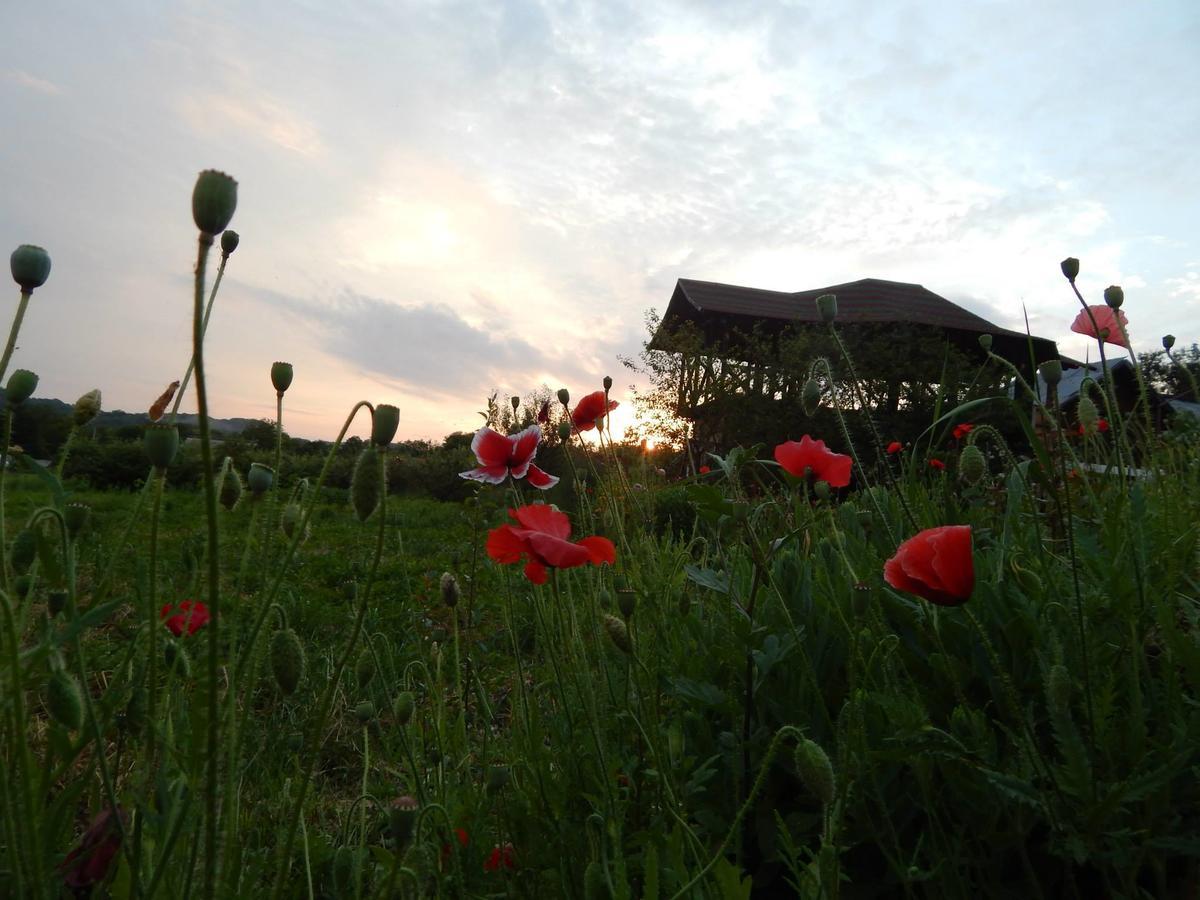 Pensiunea Paradis Borobanesti Dış mekan fotoğraf