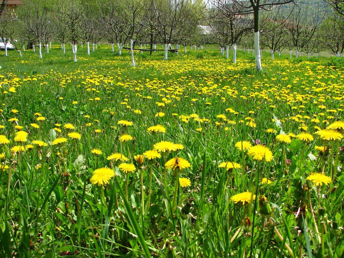 Pensiunea Paradis Borobanesti Dış mekan fotoğraf